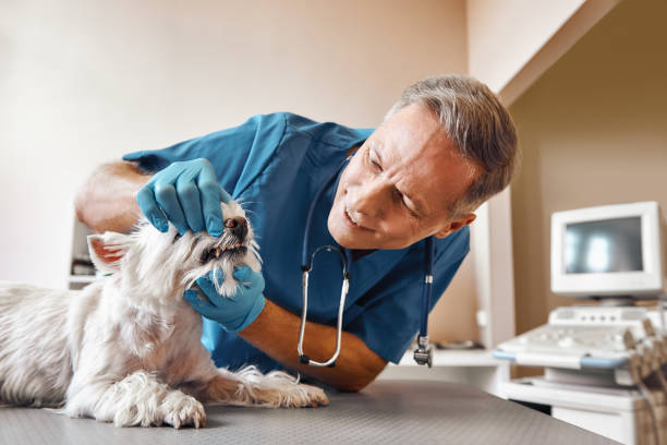 Best Emergency Dental Surgery in Setauket, NY